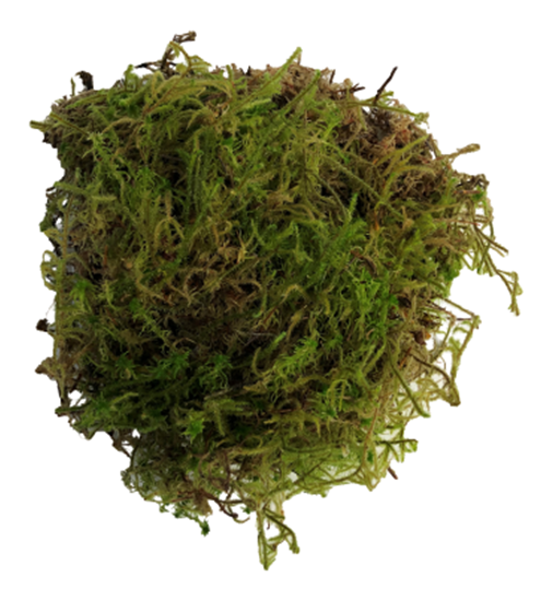 sphagnum moss download free sphagnum moss download free